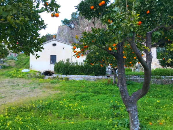 agrumi mulino guardavalle