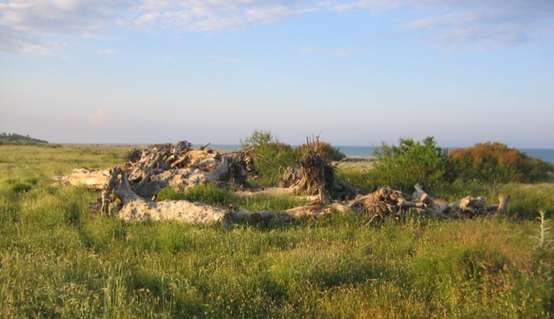 Dune Guardavalle
